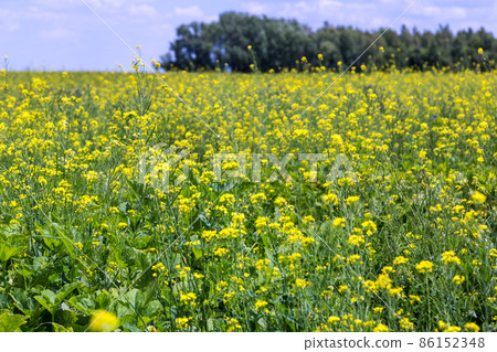 Colza field Colza field 86152348
