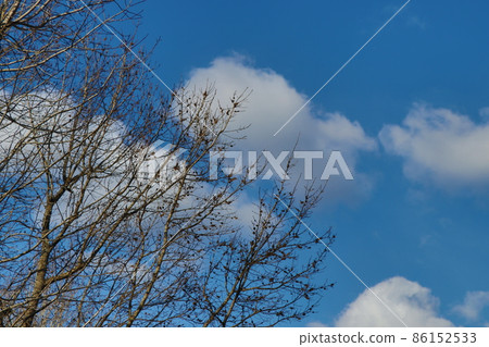 Bare tree silhouette Bare tree silhouette 86152533