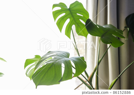 Ornamental plant in the room Montestella 86152886