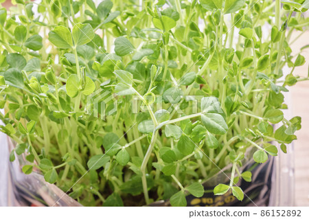 Germinated bean sprouts Mizuyari home garden 86152892