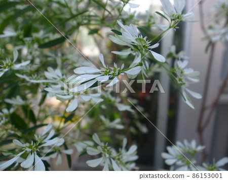 Euphorbia · Leukkkefala 86153001