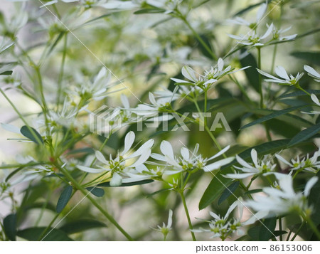 大戟·Leukkkefala 86153006