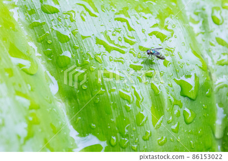 Green leaves with water drops 86153022