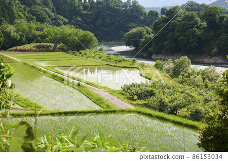 天龍川兩岸的稻田 86153034