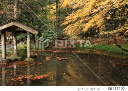 赤城神社秋葉 赤城神社秋葉 86153602
