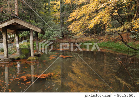 Akagi Shrine Autumn leaves Akagi Shrine Autumn leaves 86153603