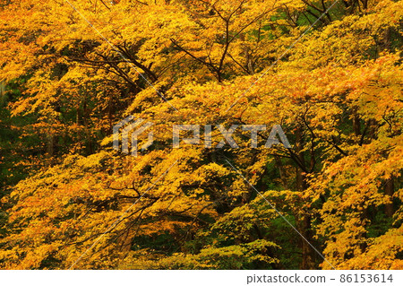 赤城神社秋葉 赤城神社秋葉 86153614