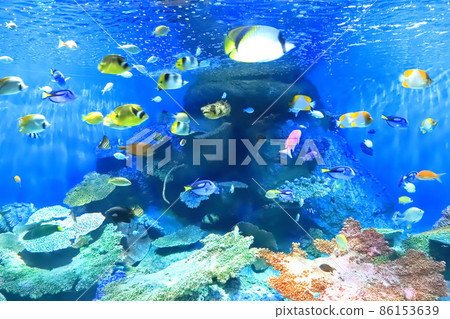 Shinagawa Aquarium "Jewelry Box of the Sea" Shinagawa Aquarium "Jewelry Box of the Sea" 86153639