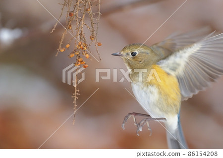 Ruribitaki who came to eat the fruit of Rhus chinensis 86154208