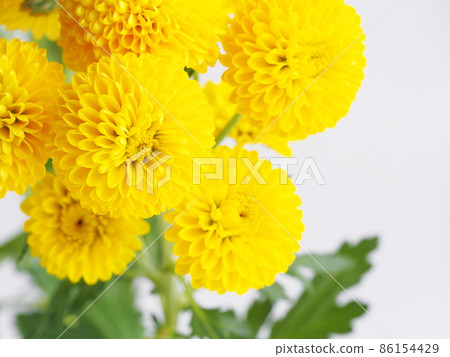 Yellow ping pong mum Yellow ping pong mum 86154429