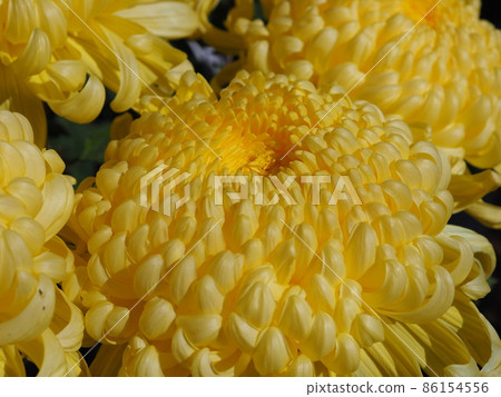 菊花 菊花 86154556