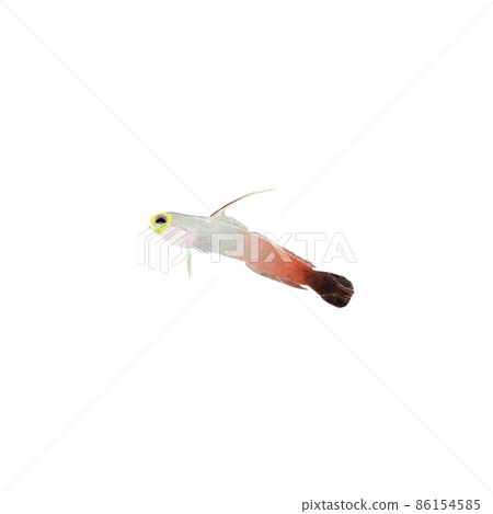 Illustration of Hatatate Haze Illustration of Hatatate Haze 86154585