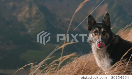 Beautiful dog on background of mountains, backlit by sun rays in day time, close-up. Concept of freedom, travel, adventure, pride, loyalty. Dog is waiting for owner. No people. Cinematic 86154994