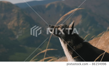 Beautiful dog on background of mountains, backlit by sun rays in day time, close-up. Concept of freedom, travel, adventure, pride, loyalty. Dog is waiting for owner. No people. Cinematic Beautiful dog on background of mountains, backlit by sun rays in day time, close-up. Concept of freedom, travel, adventure, pride, loyalty. Dog is waiting for owner. No people. Cinematic 86154996