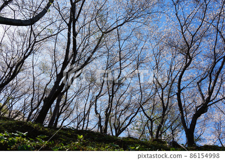 World Heritage "Onigajo" Cherry Blossom Road [Kumano City, Mie Prefecture] 86154998