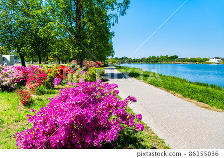 Gunma Prefecture Azalea Gaoka Park-Azalea in full bloom- 86155036