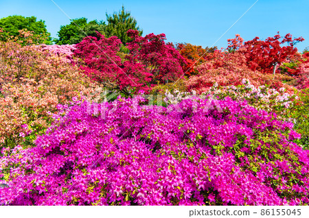 Gunma Prefecture Azalea Gaoka Park-Azalea in full bloom- 86155045