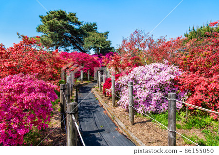 Gunma Prefecture Azalea Gaoka Park-Azalea in full bloom- 86155050