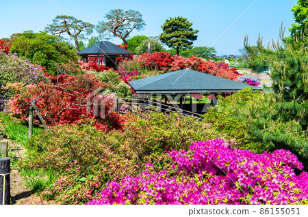 Gunma Prefecture Azalea Gaoka Park-Azalea in full bloom- Gunma Prefecture Azalea Gaoka Park-Azalea in full bloom- 86155051