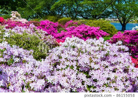 Gunma Prefecture Azalea Gaoka Park-Azalea in full bloom- 86155058
