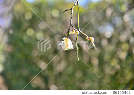 Disordered blooming of red and white plums 86155461