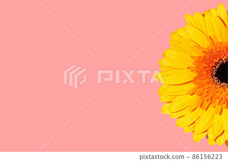Gerbera flower macro photo on a pink background. Valentine's Day. The beginning of spring. Copy space. Top view. Flat lay. 86156223