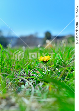 Shining in the full spring sunshine Shining in the full spring sunshine 86156872