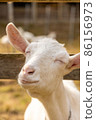 笑臉山羊 86156973