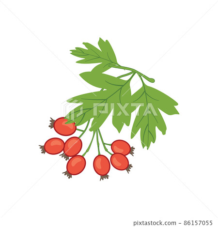 Red hawthorn plant with leaves, isolated. vector of health care 86157055