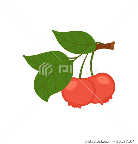 A flat cartoon illustration of a pomegranate branch. Isolated vector illustration on a white background. A flat cartoon illustration of a pomegranate branch. Isolated vector illustration on a white background. 86157104
