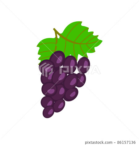 On a white background, purple grapes isolated. With stems and leaves, a bunch of purple grapes. 86157136