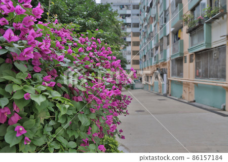 flower bed at The Garden Estate at Kwun tong 10 Jan 2022 86157184