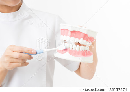 Hands of a young female dental hygienist with a tooth model (white background) 86157374