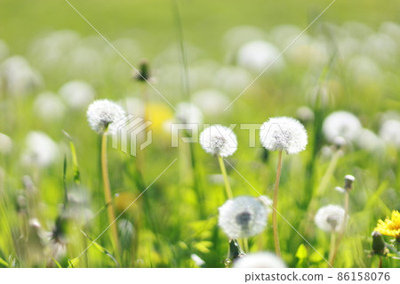 blowball meadow real 86158076