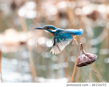 Kingfisher jumping out of a lotus flower 86158255