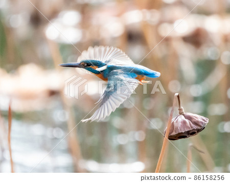 Kingfisher jumping out of a lotus flower Kingfisher jumping out of a lotus flower 86158256