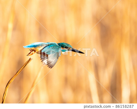 Kingfisher popping out in winter Kingfisher popping out in winter 86158287