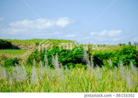 Winter in Amami Oshima where sugar cane flowers bloom 86158302