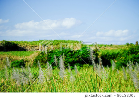 Sugar cane flower Amami Oshima 86158303