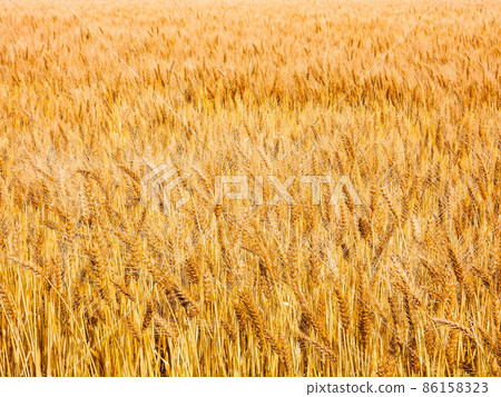Champagne gold wheat field spread all over 86158323