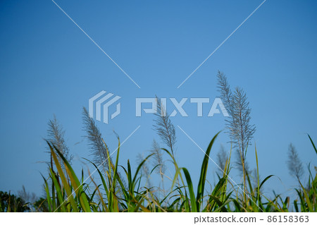 藍天和甘蔗花 86158363