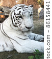 White Tiger   86158441