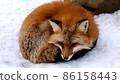 A fox that curls up and sleeps on the snow 86158443