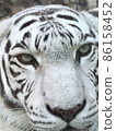 White tiger (up) 86158452