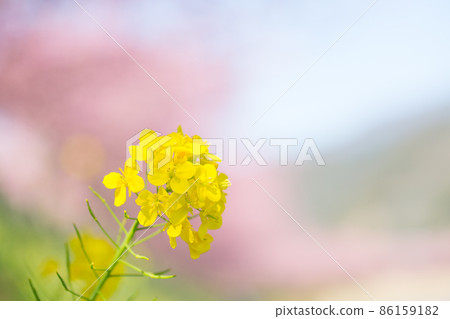 Rape blossoms along the bank Rape blossoms along the bank 86159182