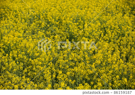 One-sided flower field rape blossoms 86159187