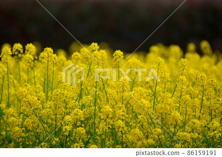 Rape blossoms compared back Rape blossoms compared back 86159191