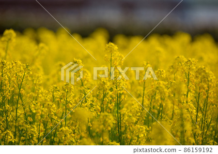 Rape blossoms that grow straight Rape blossoms that grow straight 86159192