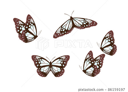 Asagi madara Asagi madara 86159197