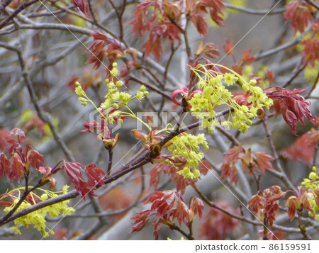 北海道 Horokanai 鎮的 Acer 單花 86159591